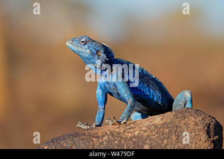 Männliche southern rock (Agama agama atra) in hellen Farben züchten, Namibia Stockfoto