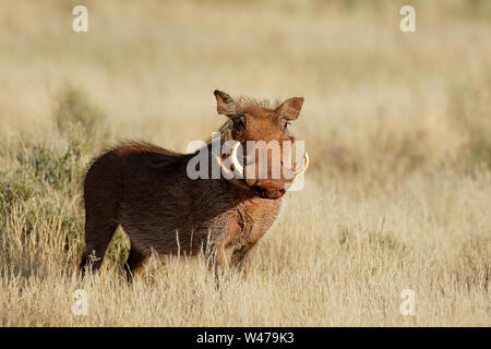 Ein Warzenschwein (Phacochoerus Africanus) im natürlichen Lebensraum, Südafrika Stockfoto