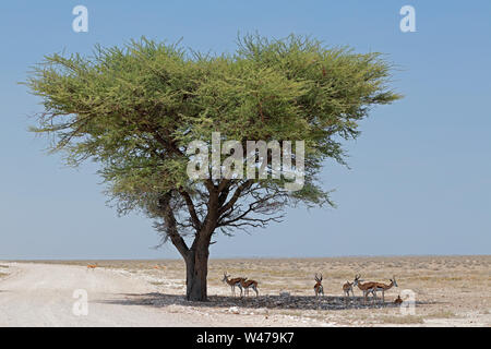 Antilopen, Springböcke (Antidorcas marsupialis) in ariden Landschaft, Etosha National Park, Namibia Stockfoto