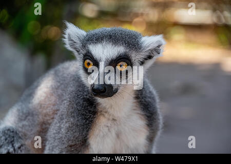 Schließen Hochformat von einem Ring tailed lemurs Kopf Stockfoto