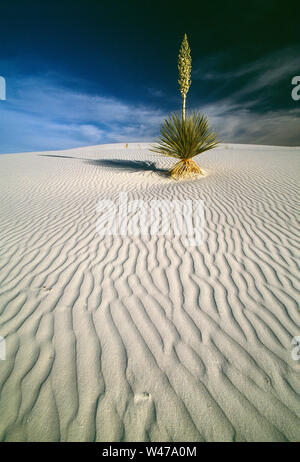 USA. New Mexico. White Sands National Monument. Soaptree Yucca Pflanze wachsen in der Wüste Sand dune. Stockfoto