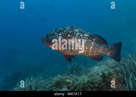 Dusky Grouper - mérou Brun (epinephelus Marginatus) des Mittelmeers. Stockfoto