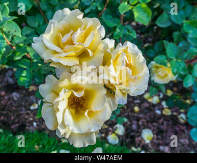 Eine Nahaufnahme eines Clusters von gelben Rosen an Point Defiance Park in Tacoma, Washington. Stockfoto