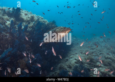 Dusky Grouper - mérou Brun (epinephelus Marginatus) des Mittelmeers. Stockfoto