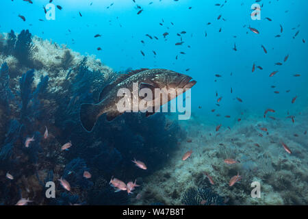 Dusky Grouper - mérou Brun (epinephelus Marginatus) des Mittelmeers. Stockfoto