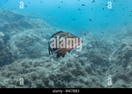 Dusky Grouper - mérou Brun (epinephelus Marginatus) des Mittelmeers. Stockfoto
