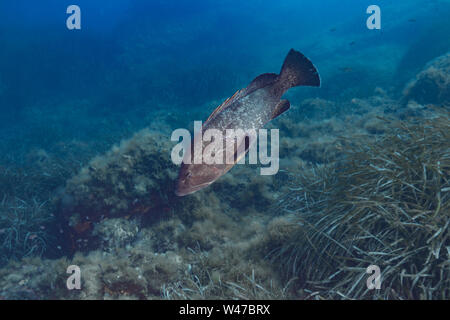 Dusky Grouper - mérou Brun (epinephelus Marginatus) des Mittelmeers. Stockfoto