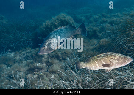 Dusky Grouper - mérou Brun (epinephelus Marginatus) des Mittelmeers. Stockfoto