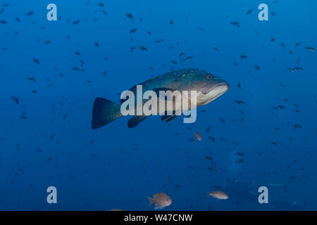 Dusky Grouper - mérou Brun (epinephelus Marginatus) des Mittelmeers. Stockfoto
