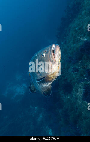Dusky Grouper - mérou Brun (epinephelus Marginatus) des Mittelmeers. Stockfoto