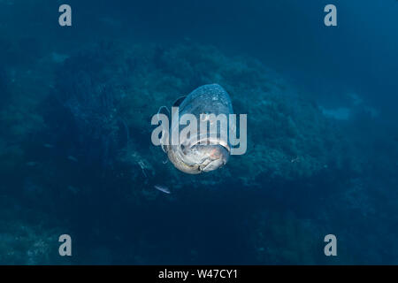 Dusky Grouper - mérou Brun (epinephelus Marginatus) des Mittelmeers. Stockfoto