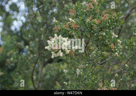 Bursaria spinosa Stockfoto