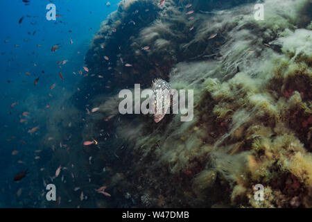 Dusky Grouper-Mérou Brun (epinephelus Marginatus) des Mittelmeers. Stockfoto