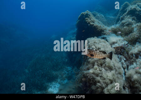 Dusky Grouper-Mérou Brun (epinephelus Marginatus) des Mittelmeers. Stockfoto