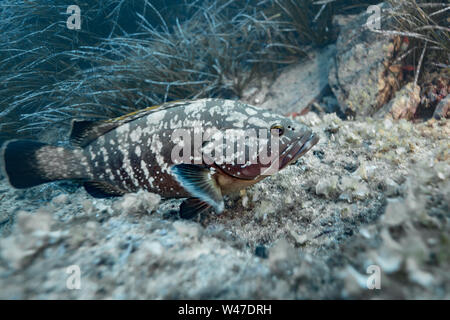 Dusky Grouper-Mérou Brun (epinephelus Marginatus) des Mittelmeers. Stockfoto