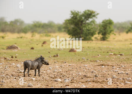 Wüste Warzenschwein - Phacochoerus aethiopicus, beliebte Säugetier aus afrikanischen Savannen, Etosha National Park, Namibia. Stockfoto