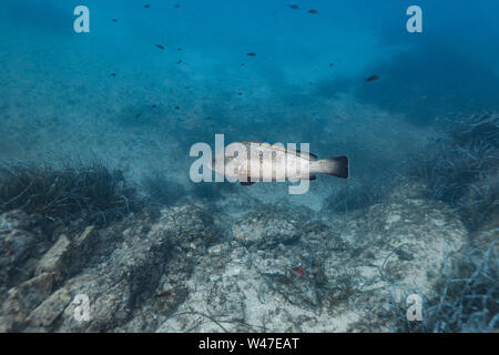 Dusky Grouper-Mérou Brun (epinephelus Marginatus) des Mittelmeers. Stockfoto