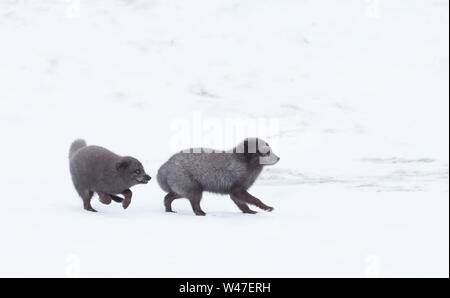 Polarfüchsen einander während der Brutzeit in Island Jagen. Stockfoto