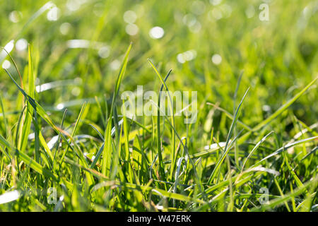 Saftig grüne Gras auf der Wiese mit Sun Highlights in den sonnigen Tag. Natürliche Sommer Frühling Hintergrund close-up, kopieren. Stockfoto