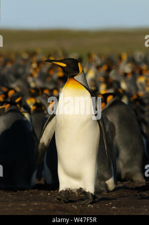 Nahaufnahme eines Königspinguin (Aptenodytes patagonicus) in der Nähe der Kolonie, Falkland Inseln. Stockfoto