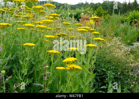 Nahaufnahme der Blüte Achillea oder Schafgarbe in einem englischen Staudenbeet - Johannes Gollop Stockfoto
