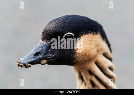 In der Nähe von Nene oder Hawaiian goose (Branta sandvicensis), UK. Stockfoto