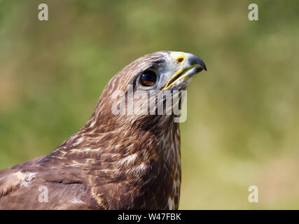 Nahaufnahme eines Mäusebussard (Buteo buteo) gegen grünen Hintergrund. Stockfoto