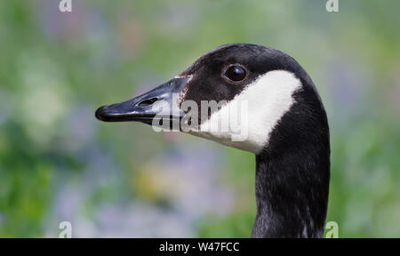 Portrait von kanadagans (Branta canadensis), UK. Stockfoto