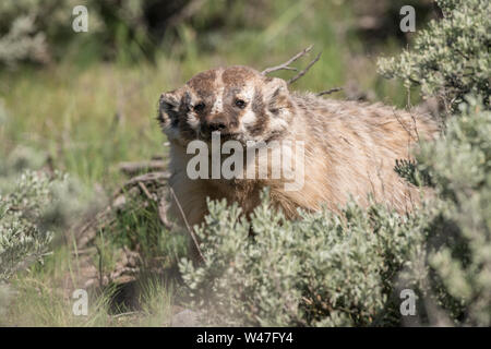 Dachs im Yellowstone Stockfoto