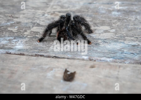 Pink-Toe Tarantula (Avicularia avicularia) im peruanischen Urwald von Amazonien Stockfoto