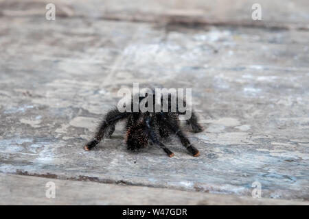 Pink-Toe Tarantula (Avicularia avicularia) im peruanischen Urwald von Amazonien Stockfoto