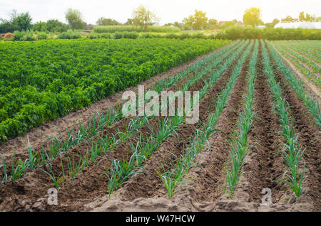 Ein Feld der jungen grünen Porree Plantagen. Anbau von Gemüse auf dem Bauernhof, die Ernte für den Verkauf. Die Agrar- und Landwirtschaft. Landschaft. Anbau und c Stockfoto