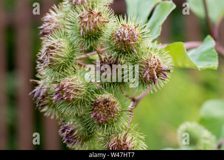 Arctium, Klette Blumen closeup selektive Fokus Stockfoto