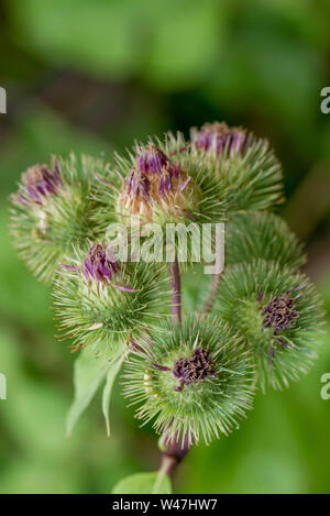 Arctium, Klette Blumen closeup selektive Fokus Stockfoto