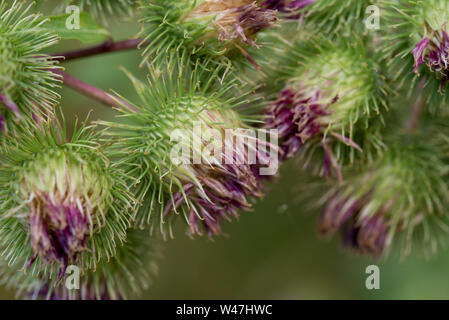 Arctium, Klette Blumen closeup selektive Fokus Stockfoto