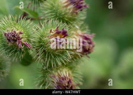 Arctium, Klette Blumen closeup selektive Fokus Stockfoto