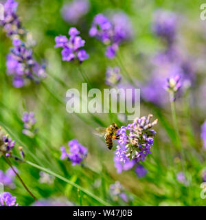 Biene (Apis) auf Lavendel (Lavandula angustifolia) an ein wildes Kraut Wiese. Stockfoto