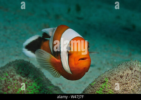 Saddleback Anemonenfischen schwebt über die Anemone, Panglao, Philippinen Stockfoto