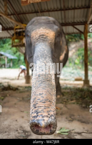 Asiatische Elefanten Elefanten Camp in Thailand. Elephant Trunk close-up Stockfoto