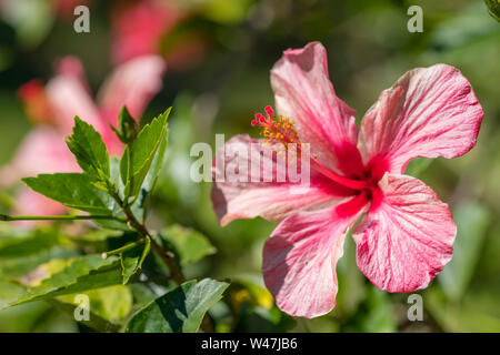 Rote Blume, Hibiscus Rosa Sinensis Nahaufnahme Stockfoto