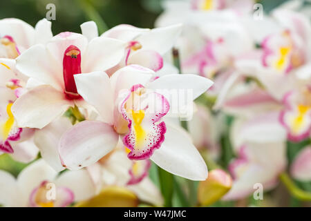 Schöne weiße Orchidee Blumen close-up Stockfoto