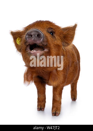 Adorable Ingwer Kunekune Ferkel, stehend nach vorne. Schauen neugierig mit offenen Mund in Richtung Kamera. Auf weissem Hintergrund. Fang in der Luft. Stockfoto