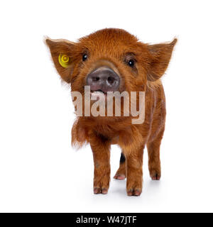 Adorable Ingwer Kunekune Ferkel, stehend nach vorne. Schauen neugierig mit offenen Mund in Richtung Kamera. Auf weissem Hintergrund. Stockfoto