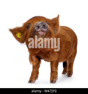 Adorable Ingwer Kunekune Ferkel, stehend Seite weisen. Schauen neugierig in Richtung Kamera. Auf weissem Hintergrund. Kopf hoch. Stockfoto