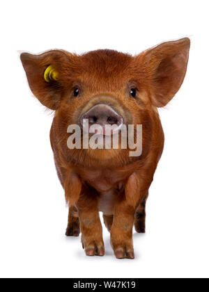 Adorable Ingwer Kunekune Ferkel, stehend nach vorne. Schauen neugierig in Richtung Kamera. Auf weissem Hintergrund. Stockfoto