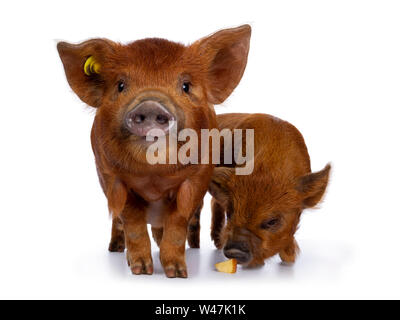 2 Adorable Ingwer Kunekune Ferkel, zusammen stehen. Direkt an der Kamera, der andere einen Apfel essen vom Boden. Auf weissem Hintergrund Stockfoto