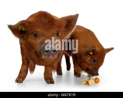 2 Adorable Ingwer Kunekune Ferkel, zusammen stehen. Mit Blick auf die Kamera, die andere Apple Essen vom Boden. Auf weissem Hintergrund. Stockfoto