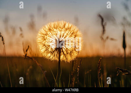 Sonnenuntergang Tragopogon, wie goatsbeard Samen Kopf bekannt Stockfoto