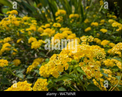 Nahaufnahme von vielen gelben Lantana Blüten in Los Angeles, Kalifornien Stockfoto