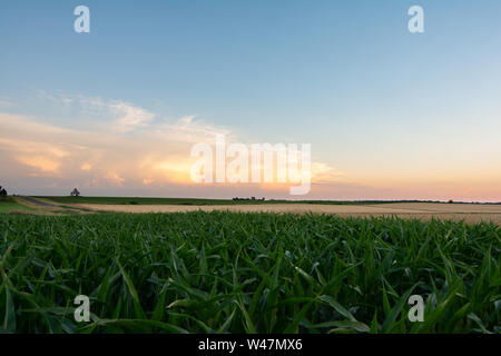 Sonnenuntergang im ländlichen Illinois mit Blick auf den Mais- und Weizenfeldern an einem schönen Sommerabend. LaSalle County, Illinois, USA Stockfoto